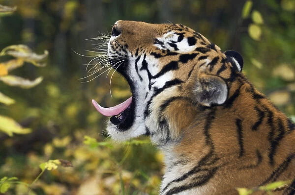 Siberian  /  Amur tiger (Panthera tigris altaica) yawning, Male rescued from poachers