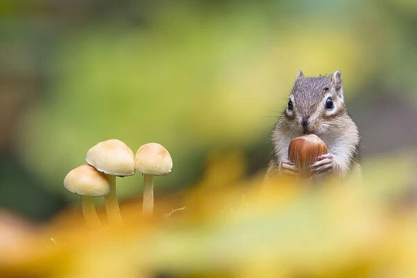 Siberian chipmunk (Eutamias sibiricus) holding and eating a hazelnut, living wild, with mushroom in fore ground. Near Tilburg, the Netherlands. October