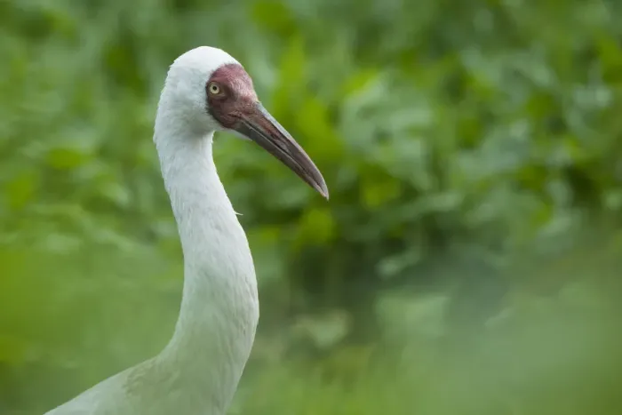Framed Print : Siberian crane (Grus leucogeranus) critically endangered, captive