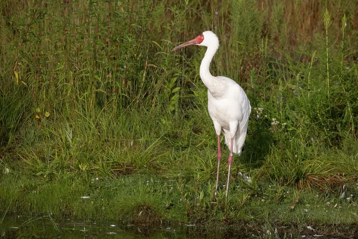 Framed Print : Siberian crane (Leucogeranus leucogeranus) standing at water's edge, International Crane Foundation, Baraboo, Wisconsin, USA. Captive, occurs in Asia. Critically endangered Framed Print : Siberian crane (Leucogeranus leucogeranus) standing at water's edge, International Crane Foundation, Baraboo, Wisconsin, USA. Captive, occurs in Asia. Critically endangered