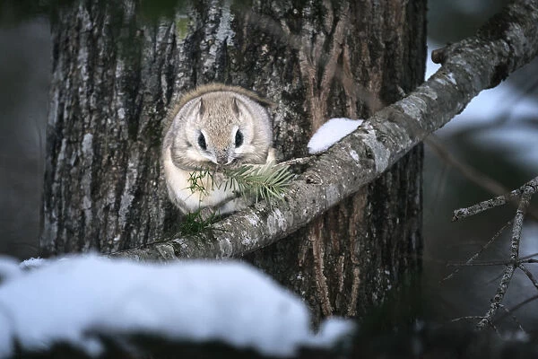 Siberian flying squirrel (Pteromys volans orii) feeding on Sakhalin fir tree. Hokkaido, Japan