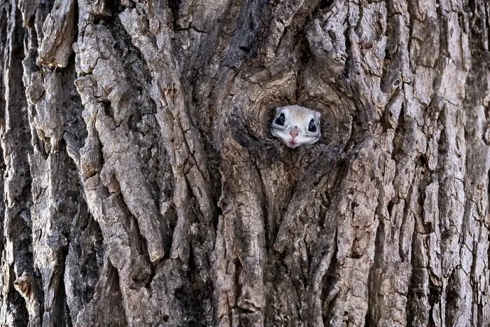 Framed Print : Siberian flying squirrel (Pteromys volans orii) peeking out of entrance of its nest prior to emerging to forage, surveying its surrounding. Hokkaido, Japan. February Framed Print : Siberian flying squirrel (Pteromys volans orii) peeking out of entrance of its nest prior to emerging to forage, surveying its surrounding. Hokkaido, Japan. February