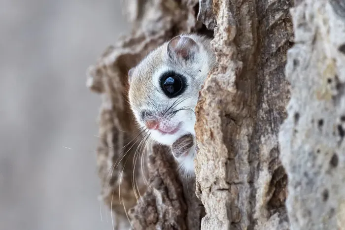Framed Print : Siberian flying squirrel (Pteromys volans orii) peeking out from its nest, just before emerging for evening of foraging in treetops. Hokkaido, Japan. March Framed Print : Siberian flying squirrel (Pteromys volans orii) peeking out from its nest, just before emerging for evening of foraging in treetops. Hokkaido, Japan. March