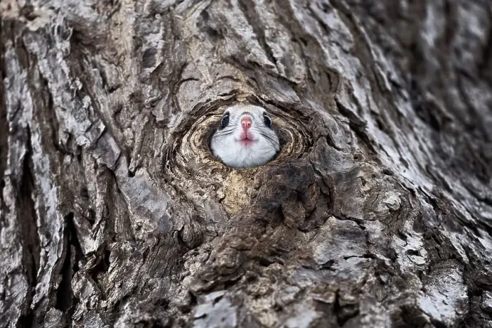 Framed Print : Siberian flying squirrel (Pteromys volans orii) peeking out from its nests prior to exiting. Hokkaido, Japan. March Framed Print : Siberian flying squirrel (Pteromys volans orii) peeking out from its nests prior to exiting. Hokkaido, Japan. March