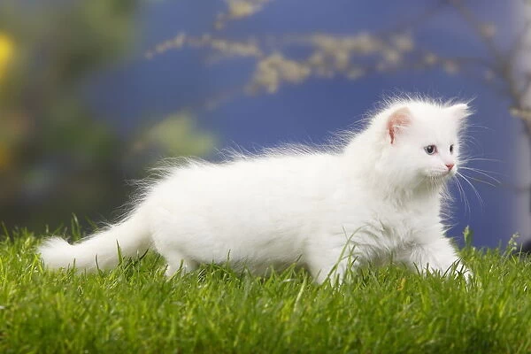 Siberian forest cat kitten walking, 7 weeks, white coat