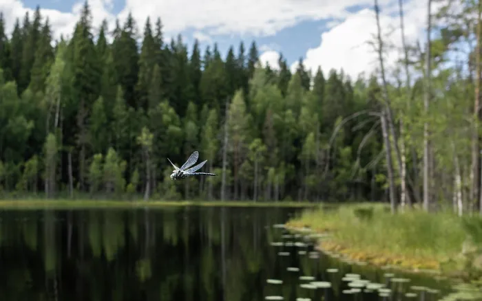 Framed Print : Siberian hawker (Aeshna crenata) male in flight over lake with forest in background, Finland. August Framed Print : Siberian hawker (Aeshna crenata) male in flight over lake with forest in background, Finland. August