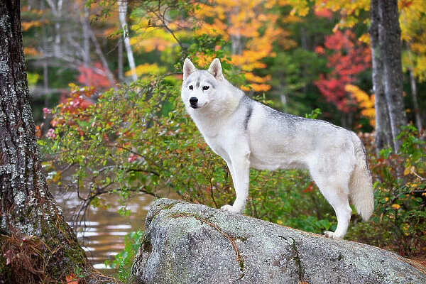 Siberian husky standing on rock in autumnal woodland, New Hampshire, USA. October
