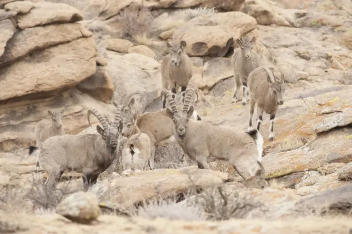 Framed Print : Siberian ibex (Capra sibirica) herd, Altai Mountains, Gobi Desert, Mongolia. November Framed Print : Siberian ibex (Capra sibirica) herd, Altai Mountains, Gobi Desert, Mongolia. November