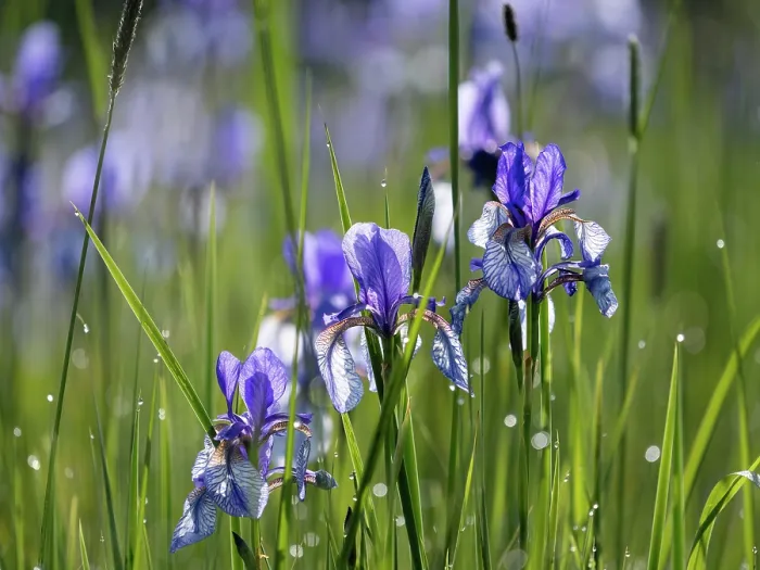 Framed Print : Siberian irises (Iris sibirica) in flower, Upper Bavaria, Germany. May Framed Print : Siberian irises (Iris sibirica) in flower, Upper Bavaria, Germany. May