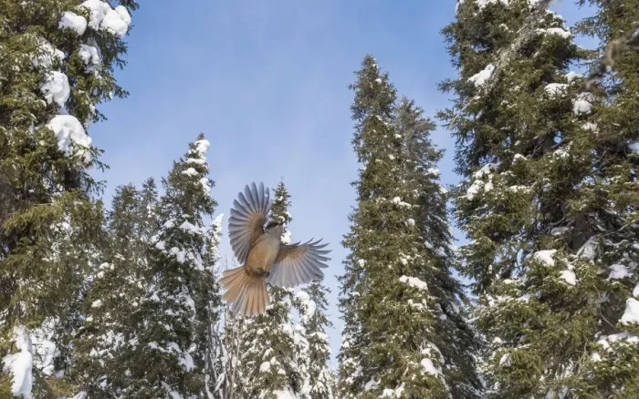 Framed Print : Siberian jay (Perisoreus infaustus) flying in coniferous forest