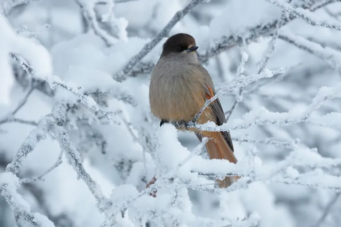 Framed Print : Siberian jay (Perisoreus infaustus) perched in snow-covered tree, Oulanka National Park, Finland. January Framed Print : Siberian jay (Perisoreus infaustus) perched in snow-covered tree, Oulanka National Park, Finland. January
