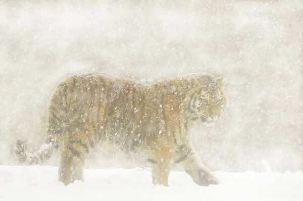Siberian tiger (Panthera tigris altaica) walking in snowstorm, captive