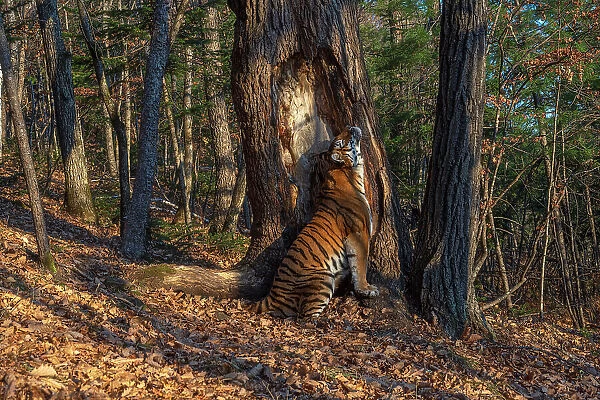 Siberian tiger (Panthera tigris altaica) sitting and scent marking tree in forest by rubbing body against it, Land of the Leopard National Park, Russian Far East. Endangered. Taken with remote camera. September