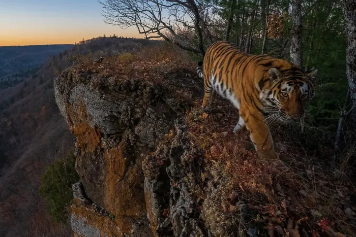 Framed Print : Siberian tiger (Panthera tigris altaica) walking on cliff top at the edge of mountainous forest with forested valley below, Land of the Leopard National Park, Russian Far East. Endangered. Taken with remote camera. October Framed Print : Siberian tiger (Panthera tigris altaica) walking on cliff top at the edge of mountainous forest with forested valley below, Land of the Leopard National Park, Russian Far East. Endangered. Taken with remote camera. October