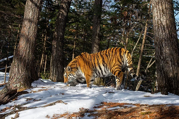 Siberian tiger (Panthera tigris altaica) smelling ground in snowy forest, Land of the Leopard National Park, Russian Far East. Endangered. Taken with remote camera. March