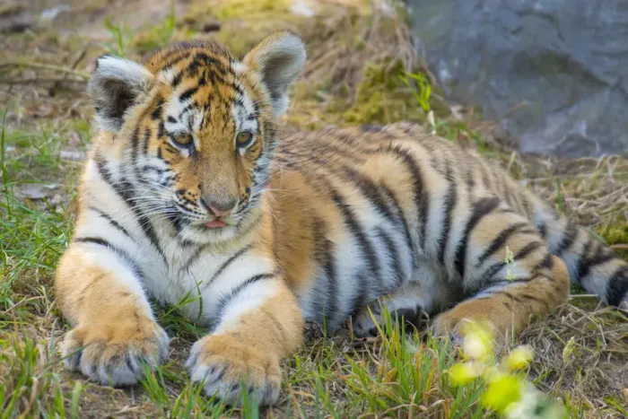 Framed Print : Siberian tiger (Panthera tigris altaica) cub, age 3 months, captive Framed Print : Siberian tiger (Panthera tigris altaica) cub, age 3 months, captive