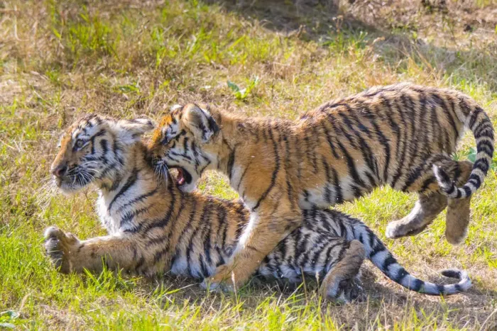 Framed Print : Siberian tiger (Panthera tigris altaica) cubs, age 3 months, playing. Captive Framed Print : Siberian tiger (Panthera tigris altaica) cubs, age 3 months, playing. Captive