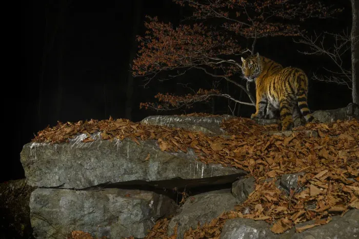 Framed Print : Siberian tiger (Panthera tigris altaica) at night, taken with remote camera in Land of Framed Print : Siberian tiger (Panthera tigris altaica) at night, taken with remote camera in Land of