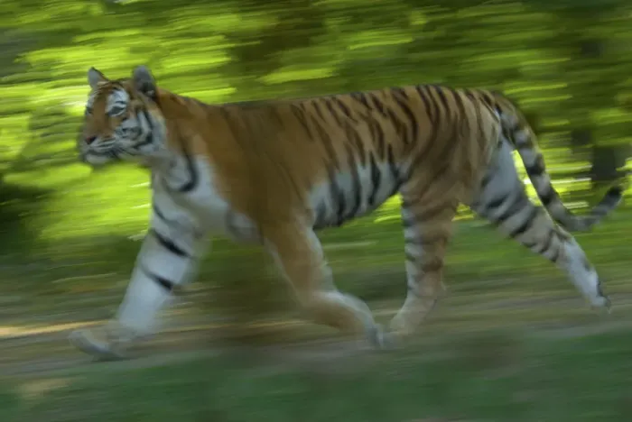 Framed Print : Siberian tiger (Panthera tigris altaica) running in green foliage, captive Framed Print : Siberian tiger (Panthera tigris altaica) running in green foliage, captive