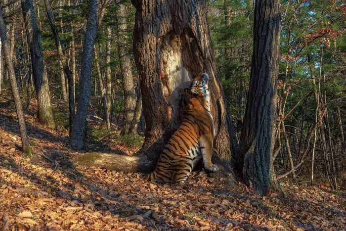 Framed Print : Siberian tiger (Panthera tigris altaica) sitting and scent marking tree in forest by rubbing body against it, Land of the Leopard National Park, Russian Far East. Endangered. Taken with remote camera. September Framed Print : Siberian tiger (Panthera tigris altaica) sitting and scent marking tree in forest by rubbing body against it, Land of the Leopard National Park, Russian Far East. Endangered. Taken with remote camera. September