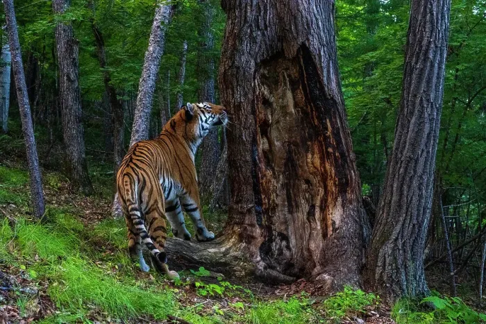 Framed Print : Siberian tiger (Panthera tigris altaica) smelling scent marked tree in forest, Land of the Leopard National Park, Russian Far East. Endangered. Taken with remote camera. August Framed Print : Siberian tiger (Panthera tigris altaica) smelling scent marked tree in forest, Land of the Leopard National Park, Russian Far East. Endangered. Taken with remote camera. August