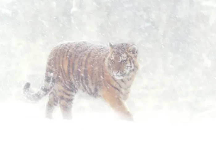 Framed Print : Siberian tiger {Panthera tigris altaica} in snow storm, captive Framed Print : Siberian tiger {Panthera tigris altaica} in snow storm, captive