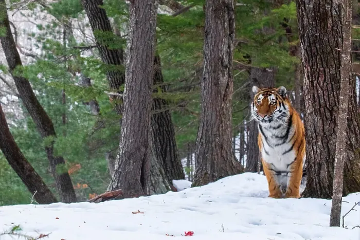 Framed Print : Siberian tiger (Panthera tigris altaica) standing in snowy forest, Land of the Leopard National Park, Russian Far East. Endangered. Taken with remote camera. December