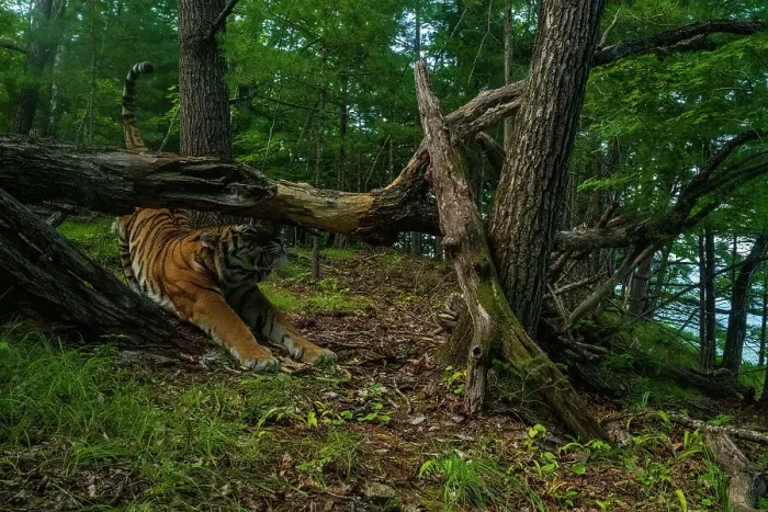 Framed Print : Siberian tiger (Panthera tigris altaica) stretching under fallen tree in forest, Land of the Leopard National Park, Russian Far East. Endangered. Taken with remote camera. August Framed Print : Siberian tiger (Panthera tigris altaica) stretching under fallen tree in forest, Land of the Leopard National Park, Russian Far East. Endangered. Taken with remote camera. August
