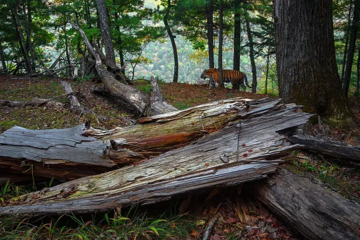 Framed Print : Siberian tiger (Panthera tigris altaica) walking through forest with fallen tree in foreground, Land of the Leopard National Park, Russian Far East. Endangered. Taken with remote camera. September Framed Print : Siberian tiger (Panthera tigris altaica) walking through forest with fallen tree in foreground, Land of the Leopard National Park, Russian Far East. Endangered. Taken with remote camera. September
