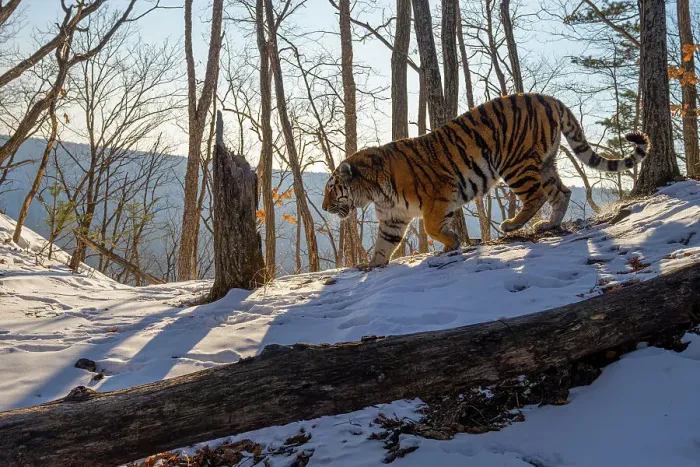 Framed Print : Siberian tiger (Panthera tigris altaica) walking down slope in snowy forest, next to tree stump and fallen tree, Land of the Leopard National Park, Russian Far East. Endangered. Taken with remote camera. February Framed Print : Siberian tiger (Panthera tigris altaica) walking down slope in snowy forest, next to tree stump and fallen tree, Land of the Leopard National Park, Russian Far East. Endangered. Taken with remote camera. February
