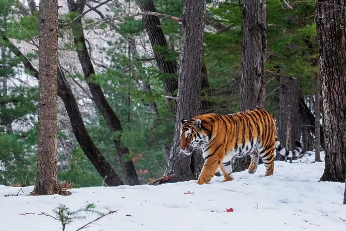 Framed Print : Siberian tiger (Panthera tigris altaica) walking through snowy forest, Land of the Leopard National Park, Russian Far East. Endangered. Taken with remote camera. December