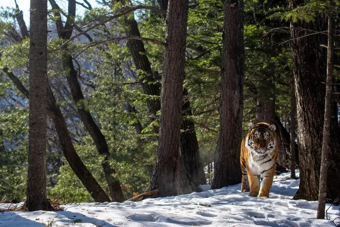 Framed Print : Siberian tiger (Panthera tigris altaica) walking through snowy forest, Land of the Leopard National Park, Russian Far East. Endangered. Taken with remote camera. January Framed Print : Siberian tiger (Panthera tigris altaica) walking through snowy forest, Land of the Leopard National Park, Russian Far East. Endangered. Taken with remote camera. January