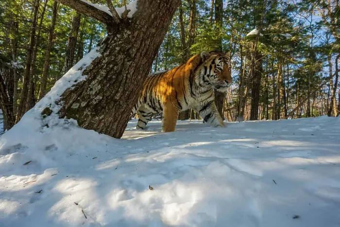 Framed Print : Siberian tiger (Panthera tigris altaica) walking through snowy forest, Land of the Leopard National Park, Russian Far East. Endangered. Taken with remote camera. December Framed Print : Siberian tiger (Panthera tigris altaica) walking through snowy forest, Land of the Leopard National Park, Russian Far East. Endangered. Taken with remote camera. December