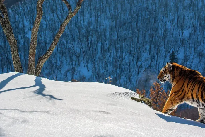 Framed Print : Siberian tiger (Panthera tigris altaica) walking on snowy slope with forest behind, Land of the Leopard National Park, Russian Far East. Endangered. Taken with remote camera. December Framed Print : Siberian tiger (Panthera tigris altaica) walking on snowy slope with forest behind, Land of the Leopard National Park, Russian Far East. Endangered. Taken with remote camera. December
