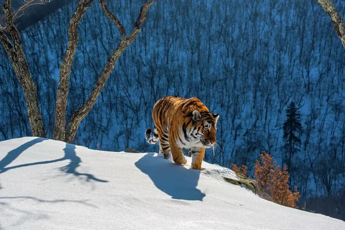 Framed Print : Siberian tiger (Panthera tigris altaica) walking on snowy slope with forest behind, Land of the Leopard National Park, Russian Far East. Endangered. Taken with remote camera. December