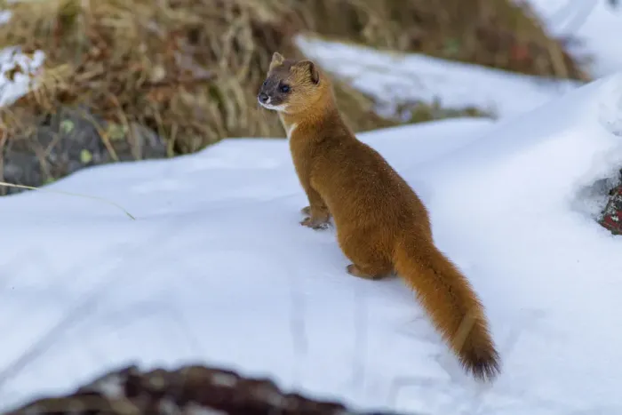 Framed Print : Siberian weasel (Mustela sibirica) standing in snow. Jiudingshan Nature Reserve, Mao Country