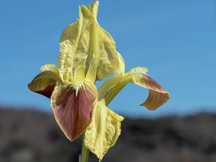 Framed Print : Sicilian iris (Iris pseudopumila) in flower, Gargano, Puglia, Italy. April Framed Print : Sicilian iris (Iris pseudopumila) in flower, Gargano, Puglia, Italy. April
