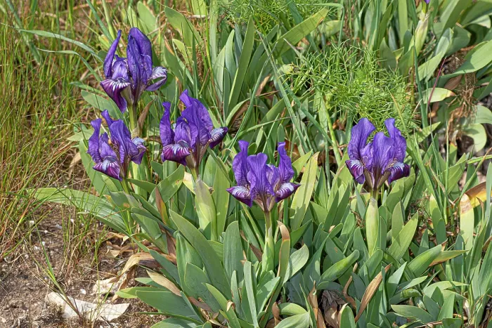 Framed Print : Sicilian iris (Iris pseudopumila) in flower, Puglia, Italy. April Framed Print : Sicilian iris (Iris pseudopumila) in flower, Puglia, Italy. April