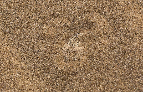 Sidewinder  /  Peringueys adder (Bitis peringueyi) lying in wait, buried in sand