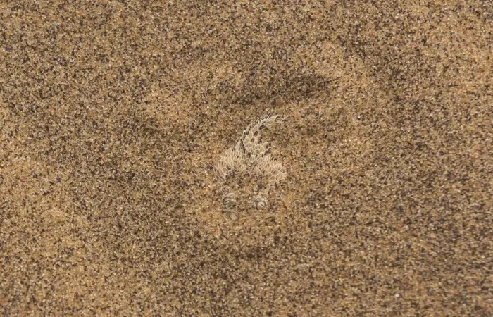 Framed Print : Sidewinder / Peringueys adder (Bitis peringueyi) lying in wait, buried in sand Framed Print : Sidewinder / Peringueys adder (Bitis peringueyi) lying in wait, buried in sand