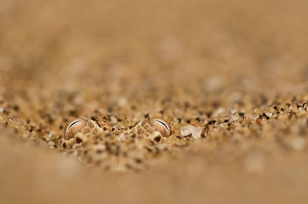 Sidewinding adder (Bitis peringueyi) hidden in the sand. Swakopmund, Namibia