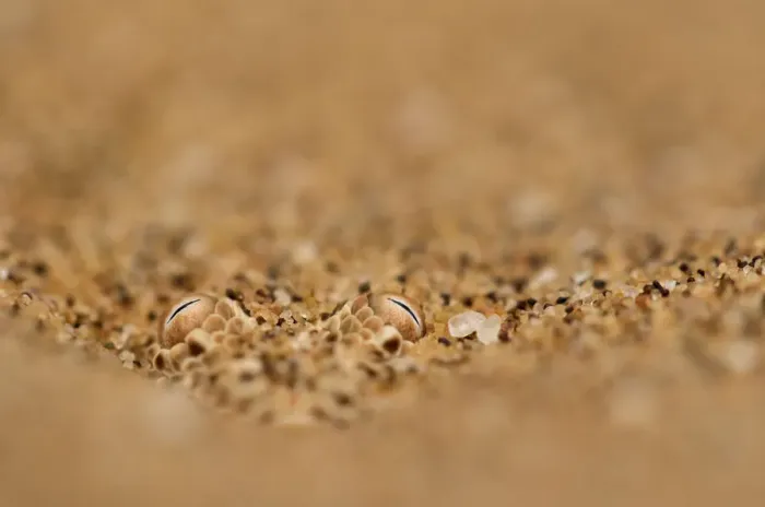 Framed Print : Sidewinding adder (Bitis peringueyi) hidden in the sand. Swakopmund, Namibia Framed Print : Sidewinding adder (Bitis peringueyi) hidden in the sand. Swakopmund, Namibia