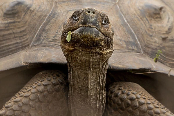 Sierra Negra giant tortoise (Chelonoidis guntheri) Isabela Island, Galapagos Islands