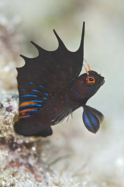 A signal blenny (Emblemaria hypacanthus) displays its showy dorsal fin as it extends