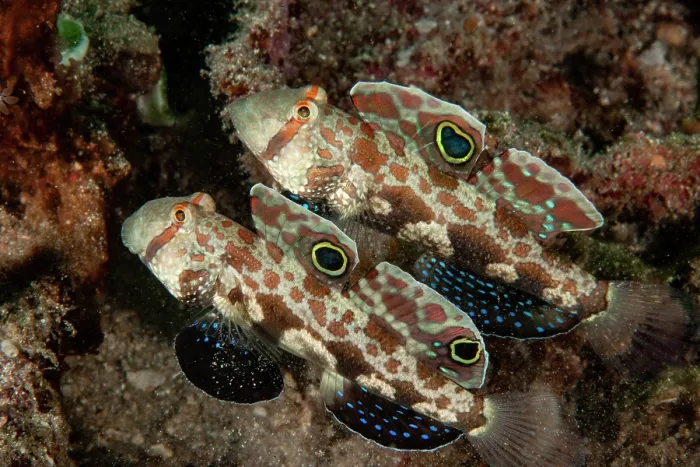 Framed Print : Two Signal gobies (Signigobius biocellatus) side by side, portrait, Raja Ampat, Indonesia, Pacific Ocean Framed Print : Two Signal gobies (Signigobius biocellatus) side by side, portrait, Raja Ampat, Indonesia, Pacific Ocean