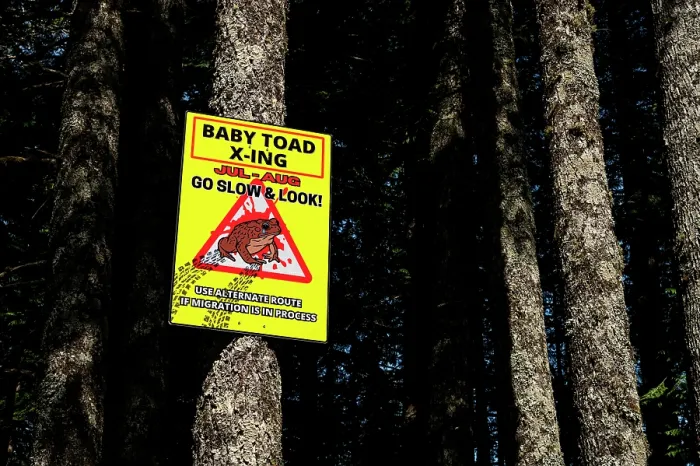 Framed Print : Signpost warning drivers of juvenile toads crossing the road on Vancouver Island, British Columbia, Canada. July, 2023 Framed Print : Signpost warning drivers of juvenile toads crossing the road on Vancouver Island, British Columbia, Canada. July, 2023