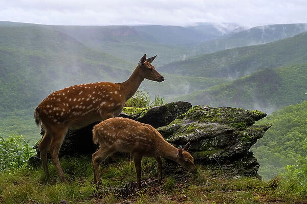 Sika deer (Cervus nippon) doe with fawn standing on rocky outcrop overlooking forest, Land of the Leopard National Park, Russian Far East. Taken with remote camera. August