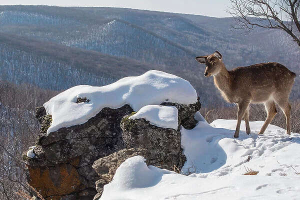 Sika deer (Cervus nippon) doe standing on rocky outcrop overlooking mountain forest, Land of the Leopard National Park, Russian Far East. Taken with remote camera. January