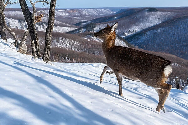 Sika deer (Cervus nippon) doe walking across snow covered mountain slope, Land of the Leopard National Park, Russian Far East. Taken with remote camera. December