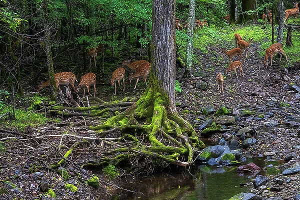 Sika deer (Cervus nippon) herd feeding beside pool in forest, Land of the Leopard National Park, Russian Far East. Taken with remote camera. August